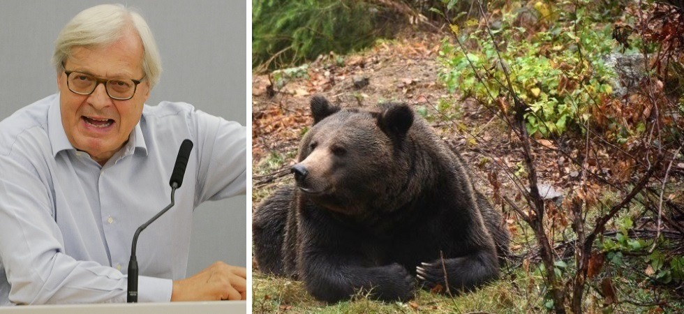 Vittorio Sgarbi si schiera con l’orso Mj5: “Lasciatelo in pace, abbatterlo è un esempio negativo per la fantasia dei bambini”